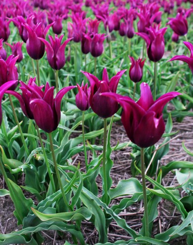 Tulipán ľaliokvetý ´Burgundy´