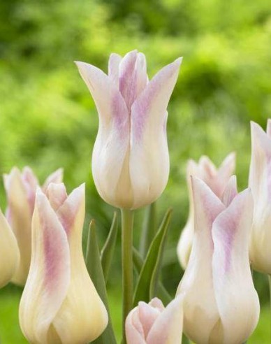 Tulipán ľaliokvetý ´Elegant Lady´