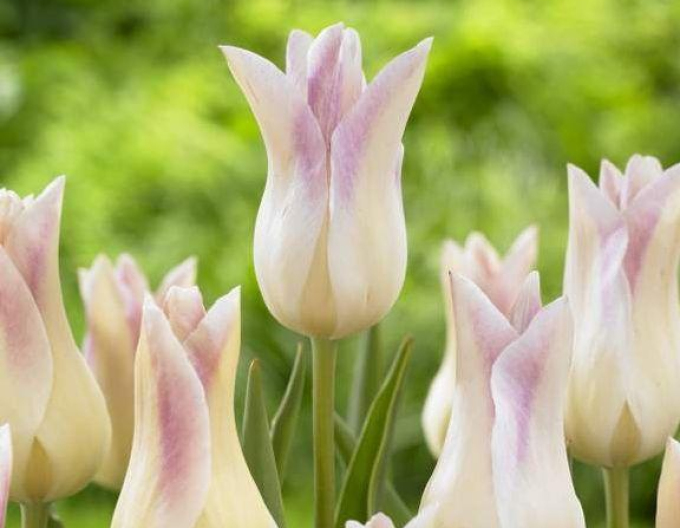 Tulipán ľaliokvetý ´Elegant Lady´