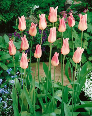 Tulipán ľaliokvetý ´Elegant Lady´