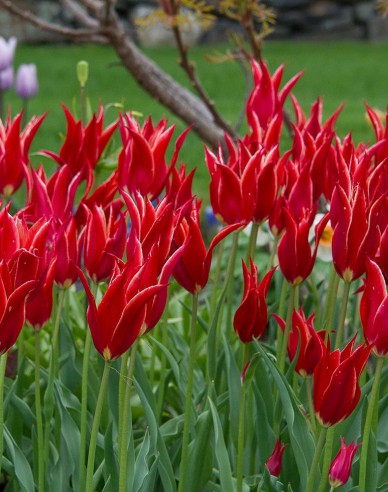 Tulipán ľaliokvetý ´Aladdin´