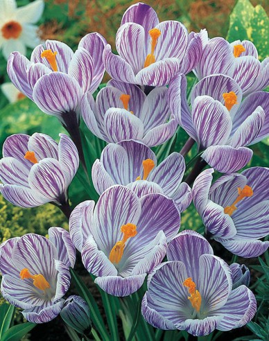 Krokus veľkokvetý ´Pikwick´