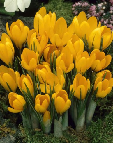 Krokus veľkokvetý ´Golden Yellow´