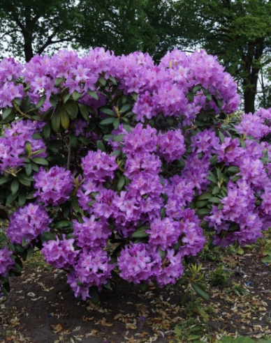 Rododendrón ´Catawbiense Grandiflorum´