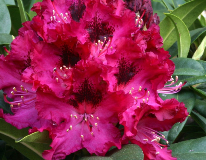 Rododendrón ´Marie Forte´