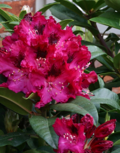 Rododendrón ´Marie Forte´