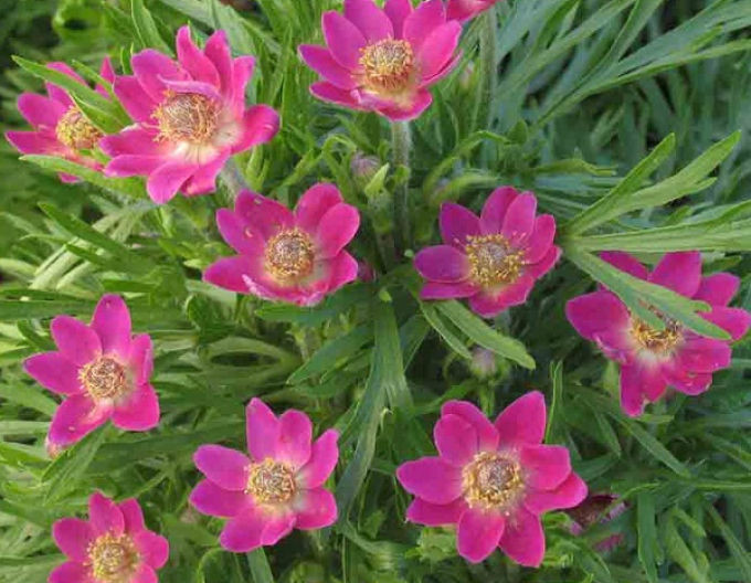 Veternica ´Annabella Deep Rose´
