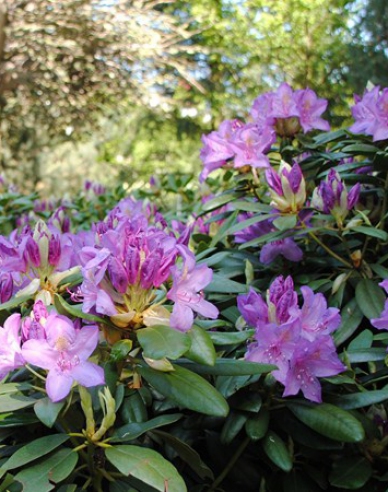 Rododendron americký "Grandiflorum"