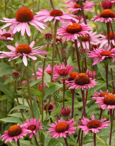 Echinacea ´Fatal Attraction´´