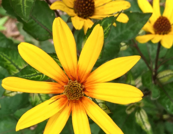 Slnečníčka drsná - Heliopsis ´Loraine Sunshine´