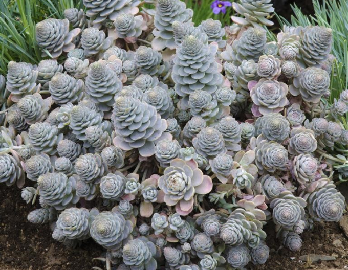 Orostachys - Čínska čiapka