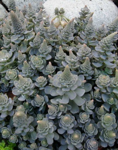 Orostachys - Čínska čiapka