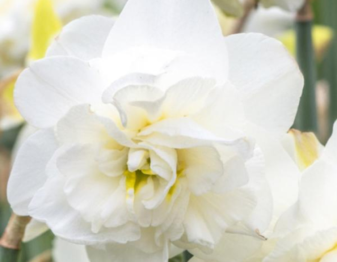 Narcis ´Obdam´
