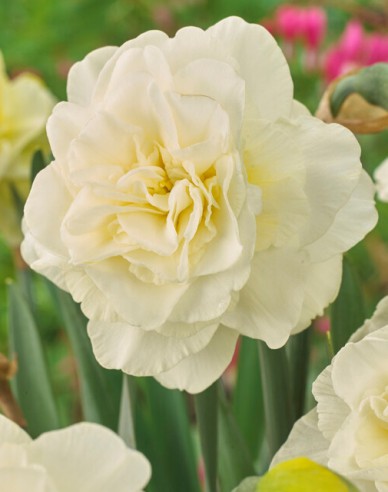 Narcis ´Obdam´