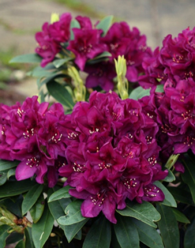 Rododendrón ´Polarnacht´