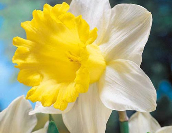 Narcis ´Goblet´