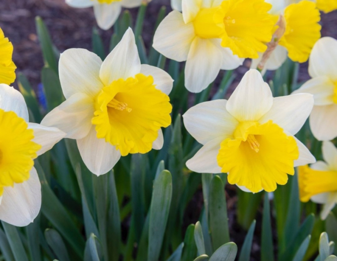 Narcis ´Goblet´