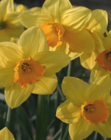 Narcis ´Fortune´