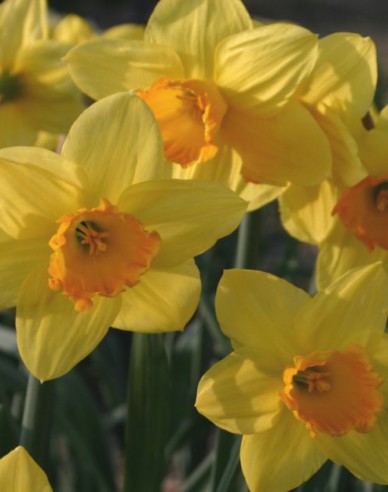 Narcis ´Fortune´