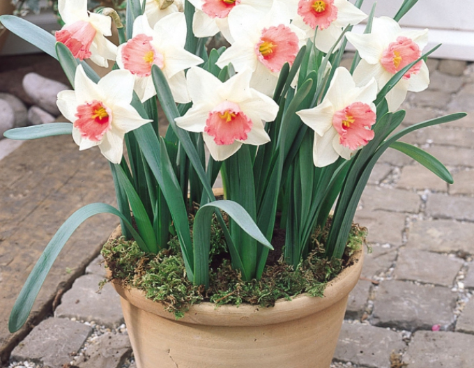 Narcis ´Salome´