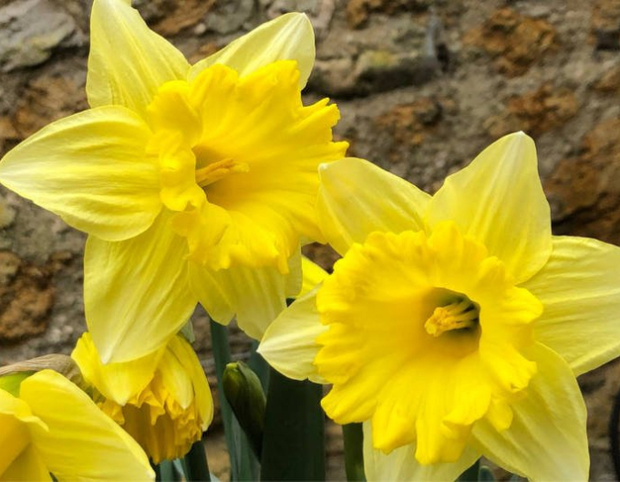 Narcis ´Unsurpassable´