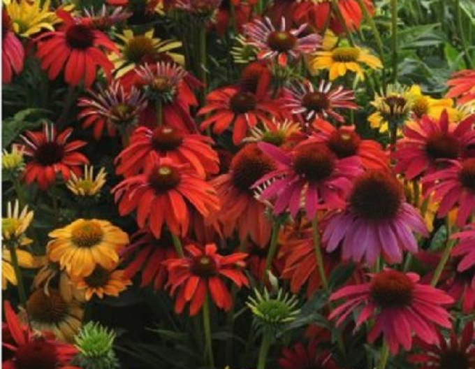 Echinacea " Cheyenne Spirit"