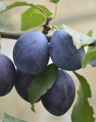 Slivka ´Debrecínska muškátová´ jesenná, podp. Myrobalán, kont. 5l