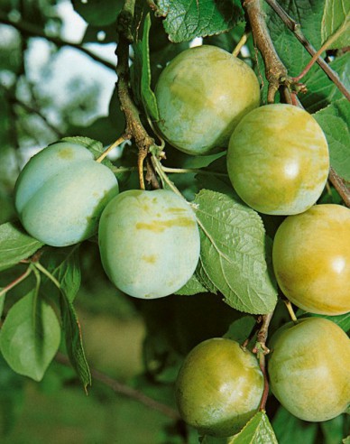 Ringlota "Zelená", podp. Myrobalán, voľnok.