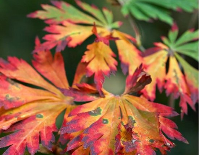 Javor japonský  ’Aconitifolium’