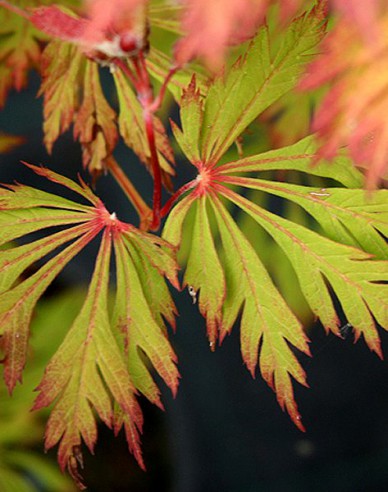 Javor japonský  ’Aconitifolium’