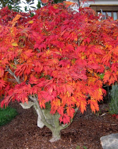 Javor japonský  ’Aconitifolium’