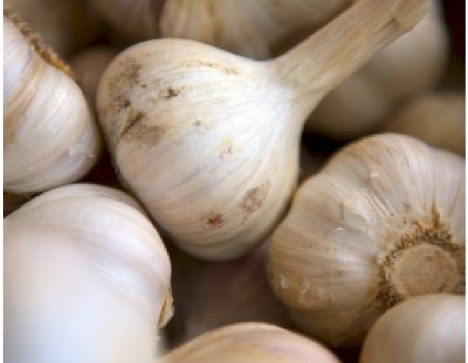 Cesnak sadbový jesenný ´MATÚŠ´ 500g