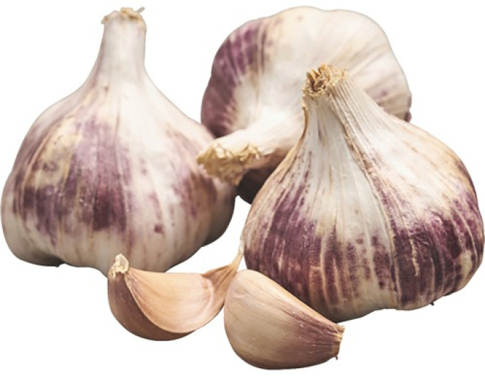 Cesnak sadbový jesenný ´GERMIDOUR´ 500g