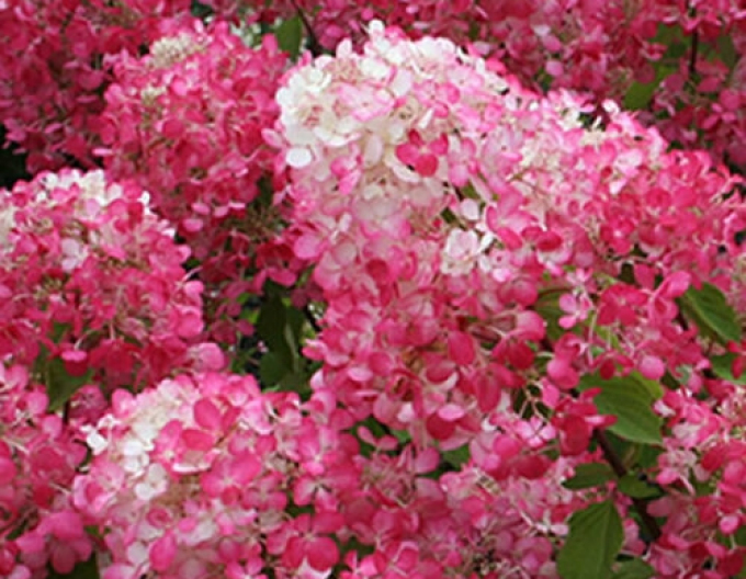 Hortenzia metlinatá ´Diamant Rouge´