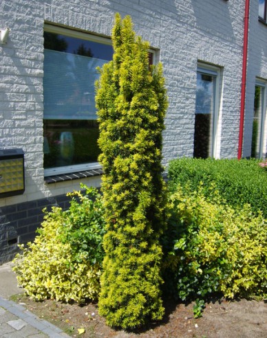 Tis stĺpový ´Aurea´