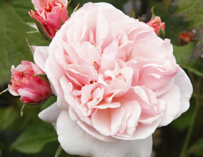 Ruža ´Eifelzauber´