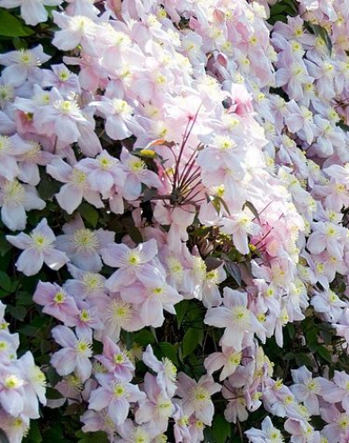 Plamienok horský  Mayleen´