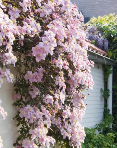 Plamienok horský  Mayleen´