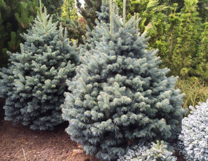 Jedľa plstnatoplodá 100/125cm, kont.