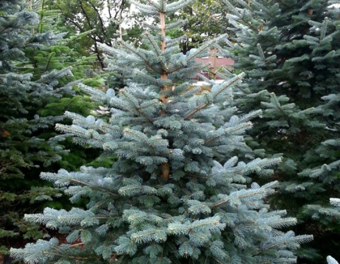 Jedľa plstnatoplodá 150/175cm, kont.