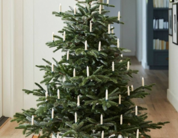 Jedľa ušľachtilá (vznešená) 150/175cm