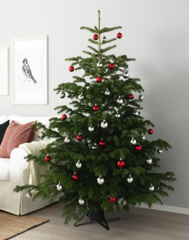 Jedľa normandská (kaukazská)   CLASIC  REZANÁ 150/175cm