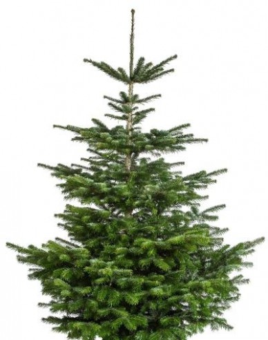 Jedľa normandská (kaukazská)   CLASIC  REZANÁ 175/200cm