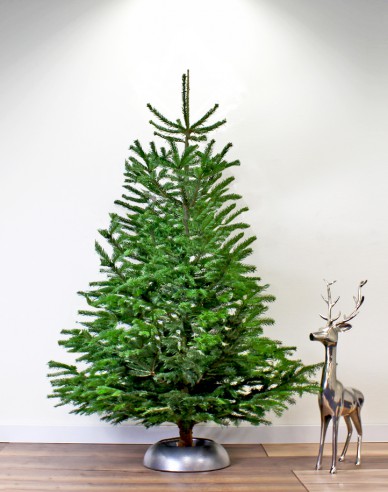 Jedľa normandská (kaukazská)   CLASIC  REZANÁ 200/250cm