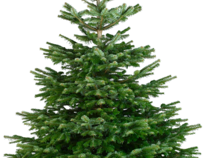 Jedľa normandská (kaukazská)   NATURE  REZANÁ 175/200cm