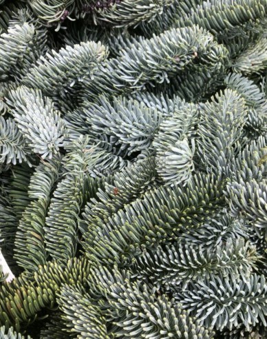 ČEČINA živá - Nobilis 5kg