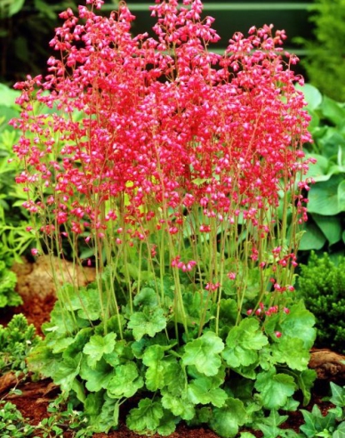 Heuchera "Coral Forest"