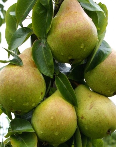 Hruška stĺpová ´Condo jesenná´, podp. Dula, kont. 2l