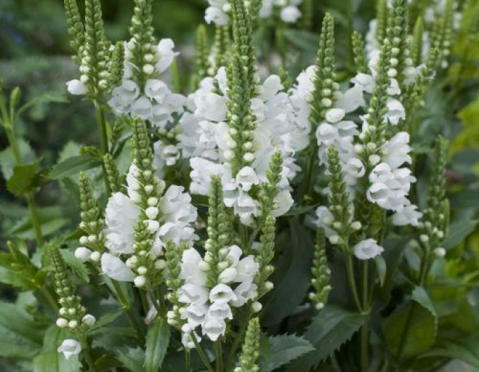 Fizostégia virgínska ´Crystal Peak White´