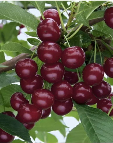 Višňa stĺpová ´Jachim´, podp. Mahalebka, kont. 2l